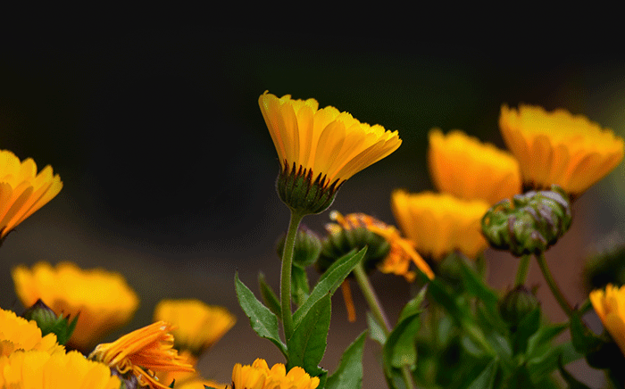 Calendula edible flower