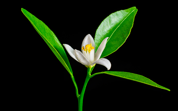 flor comestible azahar