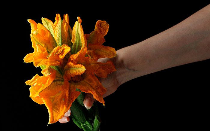flores calabacin