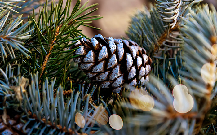 piña pintada de blanco en un árbol de navidad