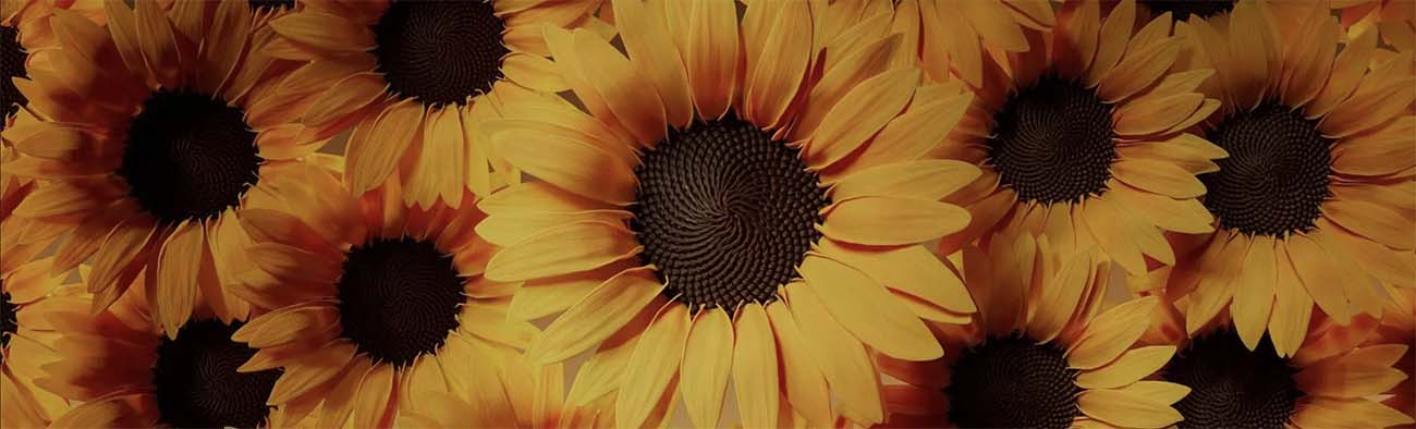 I Girasoli di Van Gogh, ispirazione della Van Gogh Museum home edition